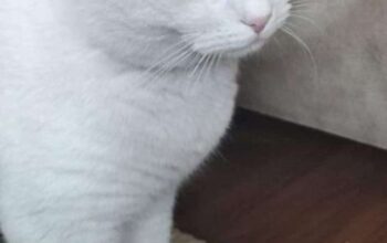 Kayıp Kedi