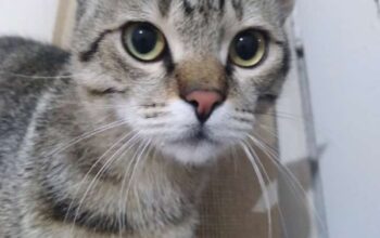 Kayıp Kedi Duman