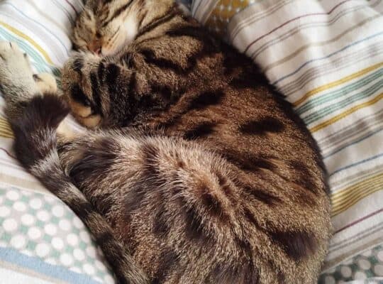 Kayıp Kedi Duman