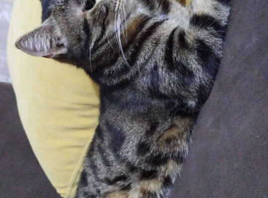 Kayıp Kedi Duman