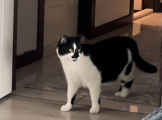 Kayıp Kedi Tmax