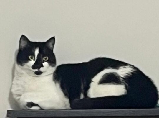 Kayıp Kedi Tmax