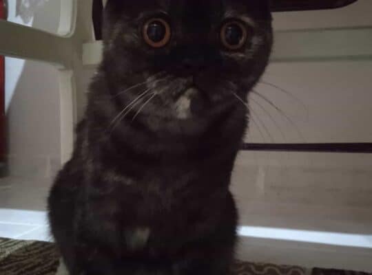 Kayıp Kedi Duman