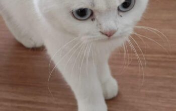 Kayıp Kedi Nef