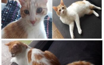 Kayıp Kedi Sacit