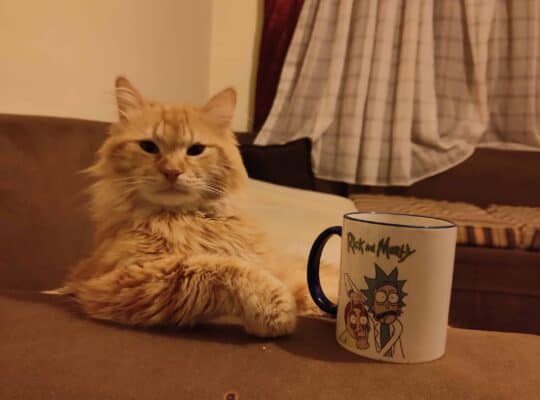 Kayıp Kedi Jön