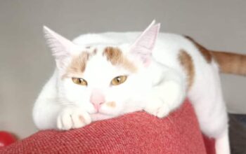 Kayıp Kedi Lokum