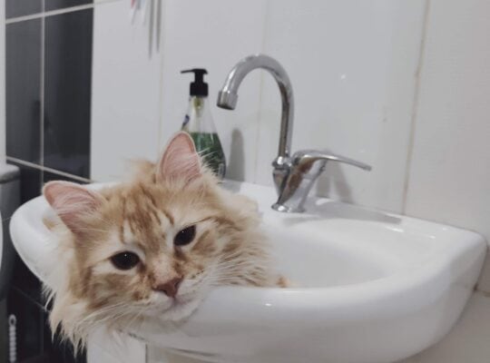 Kayıp Kedi Jön