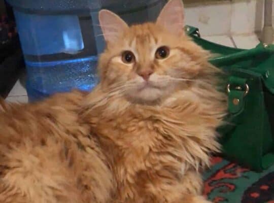 Kayıp Kedi Jön