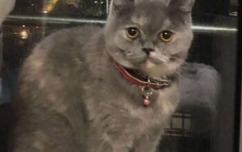 Kayıp Kedi