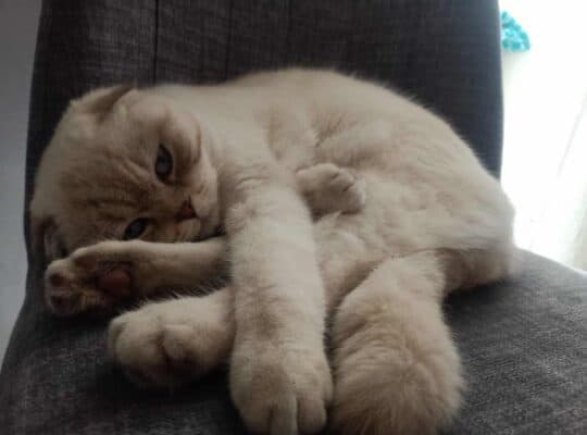 Kayıp Kedi Zero