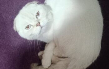 Kayıp Kedi Zero