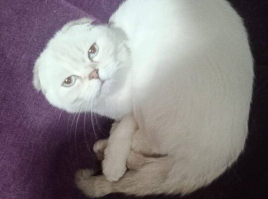 Kayıp Kedi Zero