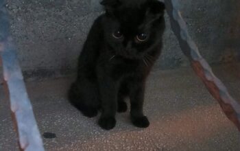 Kayıp Scottish Fold Kedi