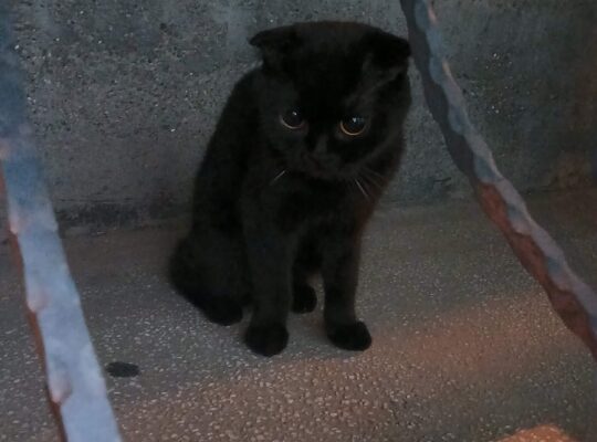Kayıp Scottish Fold Kedi