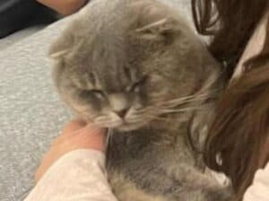 Kayıp Scottish Fold Kedi Boobby