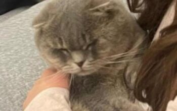 Kayıp Scottish Fold Kedi Boobby