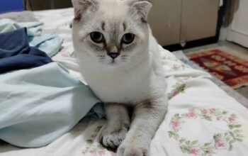 Kayıp Kedi Pamuk
