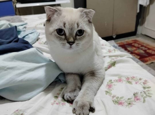 Kayıp Kedi Pamuk