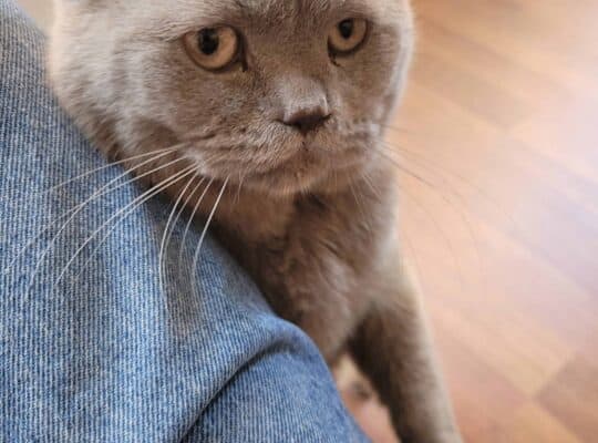 Bulunan Kedi