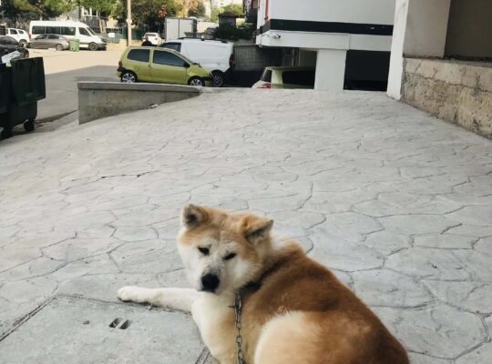 Kayıp Köpek Asil