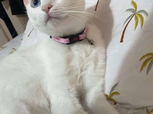 Kayıp Kedi Prenses