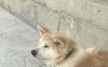Kayıp Köpek Asil