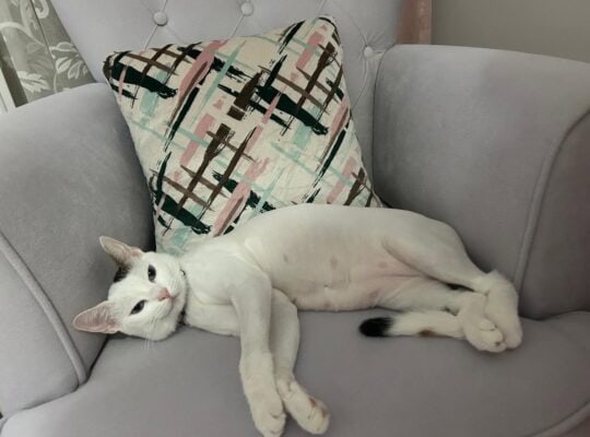Kayıp Kedi Prenses