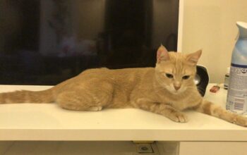 Kayıp Sarman Kedi Lucia