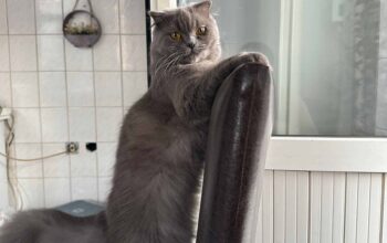 Kayıp Scottish Fold Kedi