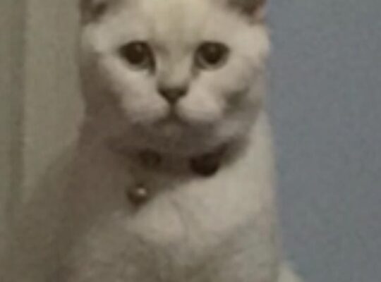 Kayıp Kedi