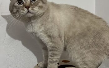 Kayıp Kedi Mavi