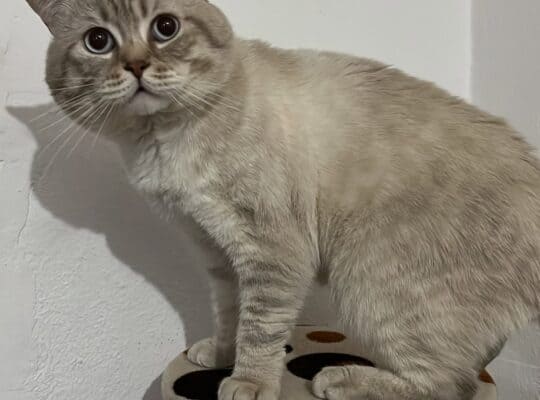 Kayıp Kedi Mavi