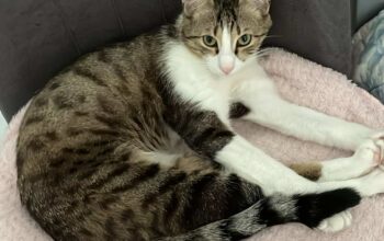 Kayıp Kedi