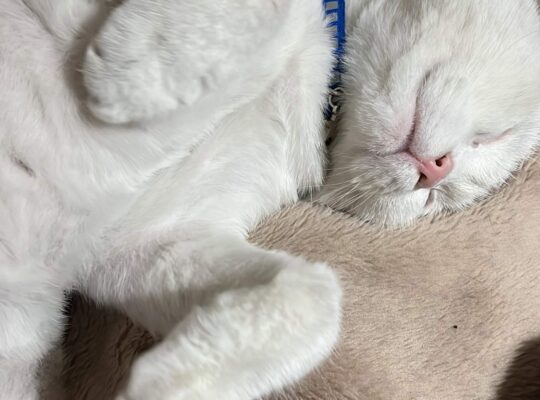 Bulunan Kedi