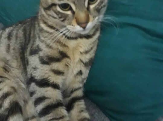 Kayıp Kedi Paşa