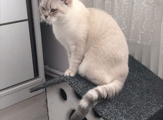 Kayıp Kedi Mario