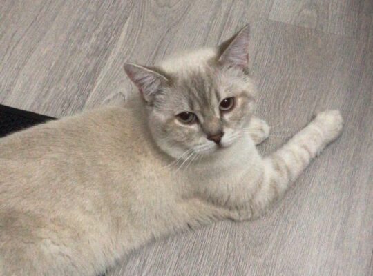 Kayıp Kedi Mario