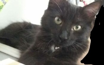 Kayıp Kedi Karamel