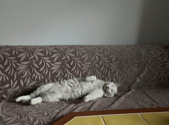 Kayıp Kedi