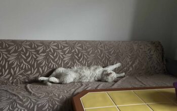 Kayıp Kedi