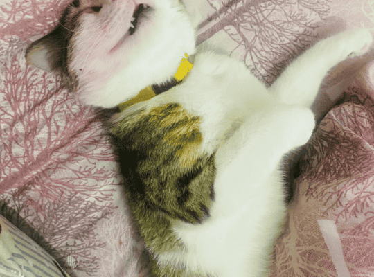 Kayıp Kedi Gümüş