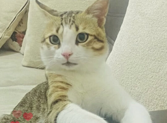 Kayıp Kedi Gümüş