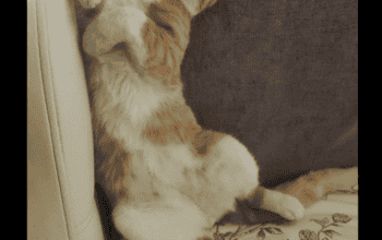 Kayıp Kedi