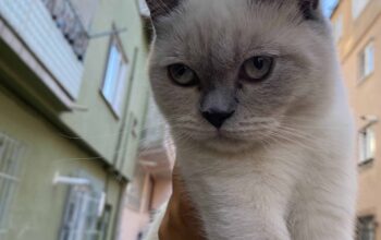 Bulunan kedi