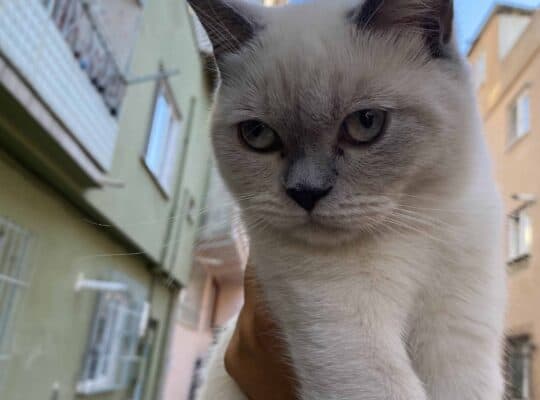Bulunan kedi