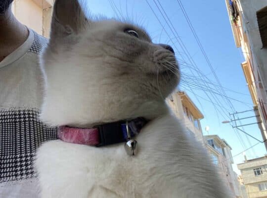 Bulunan kedi
