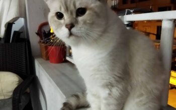 Kayıp Kedi Mario