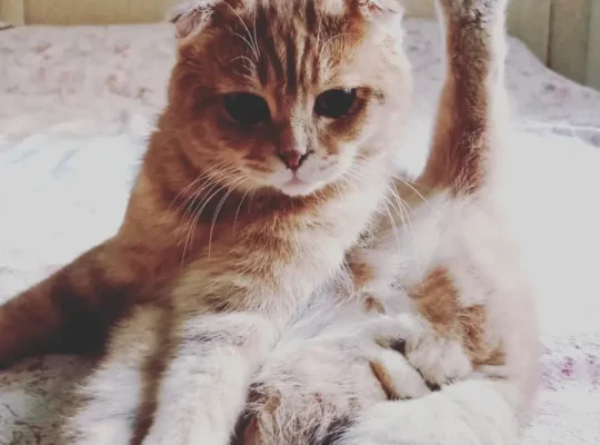 Kayıp Kedi Paşa