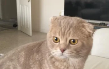 Kayıp Kedi Paşa